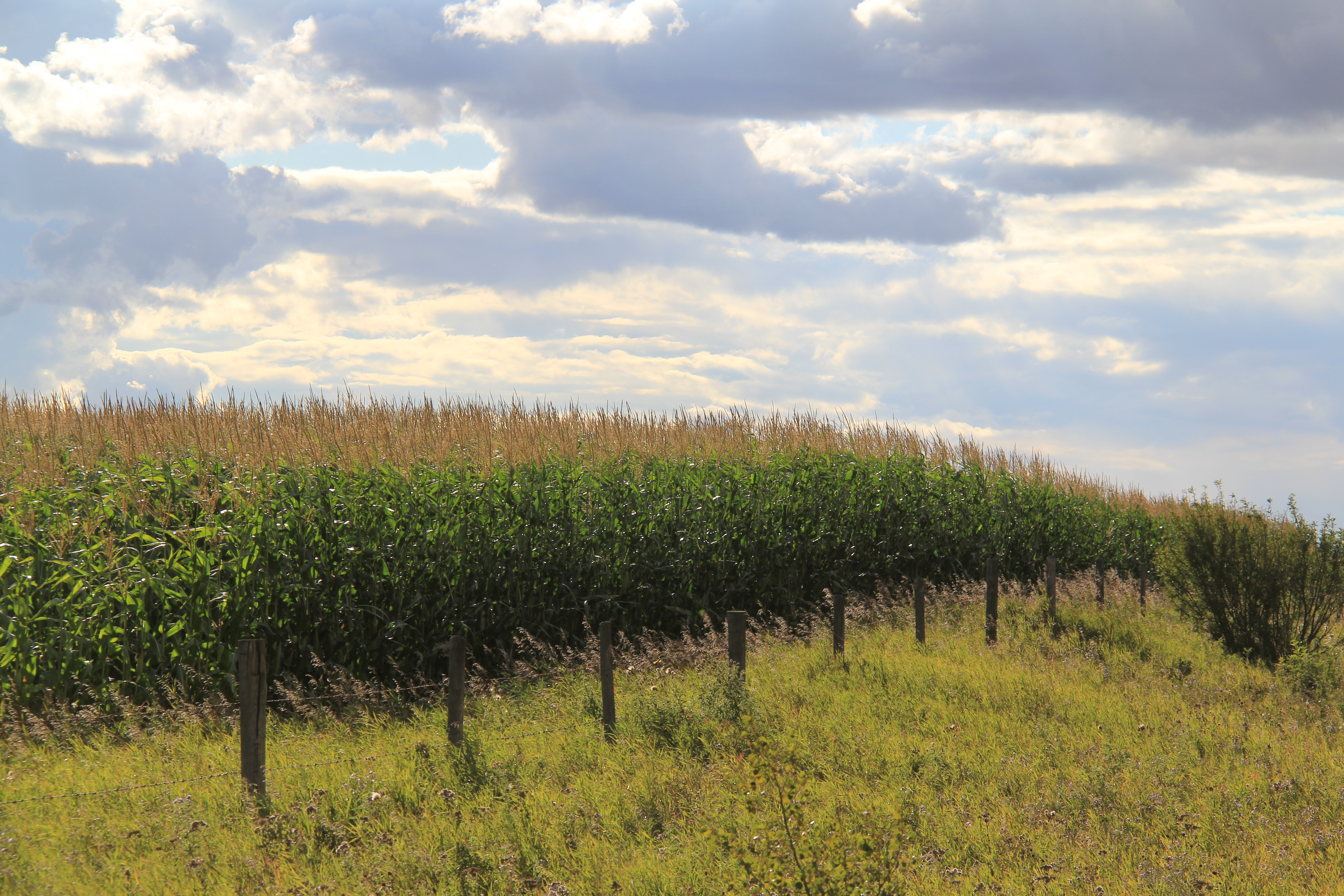 Corn field