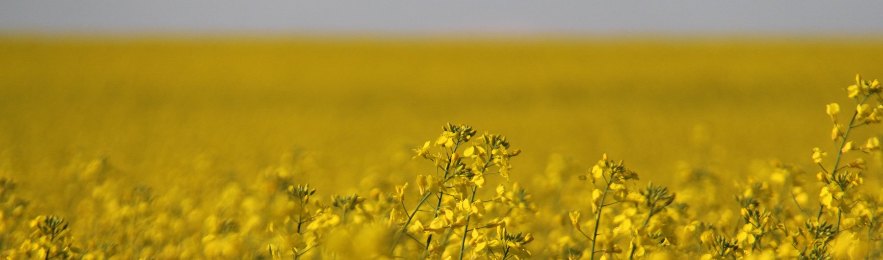 canola field