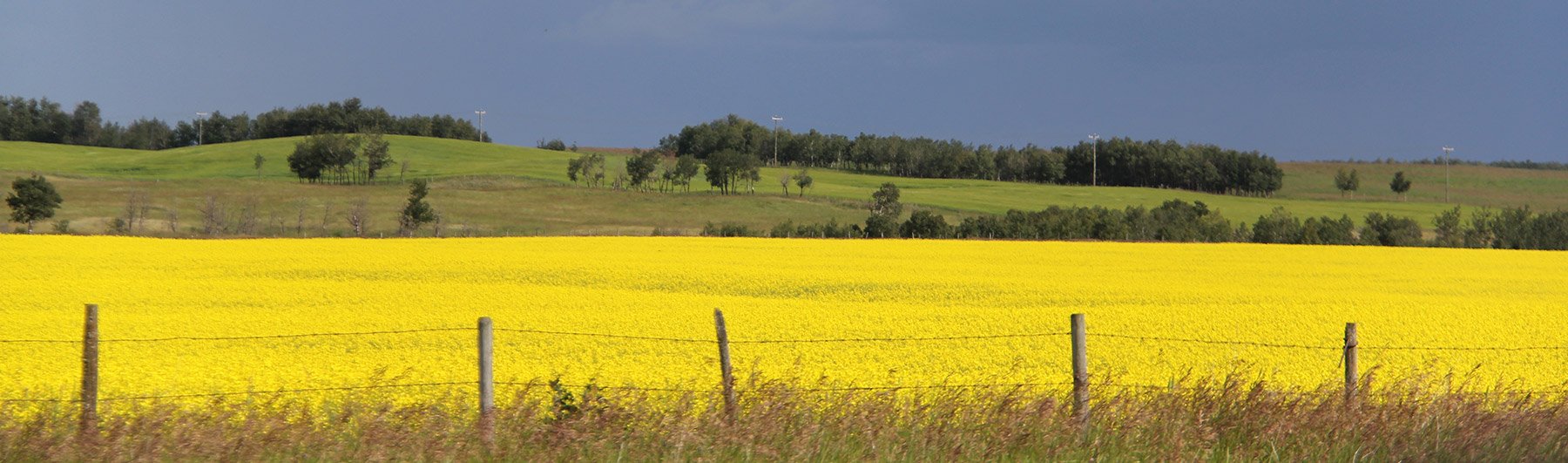 canola field