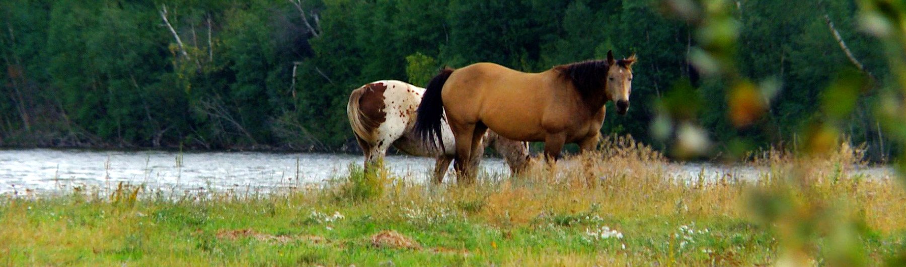 Horses